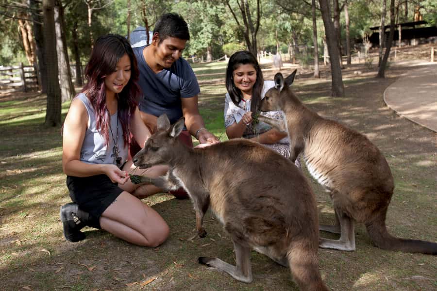 From Melbourne: Puffing Billy Steam Train & Wildlife Tour - Who should book this Puffing Billy day?
