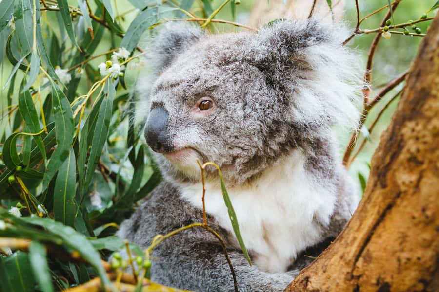 From Melbourne: Puffing Billy Steam Train & Wildlife Tour - Should you book it?