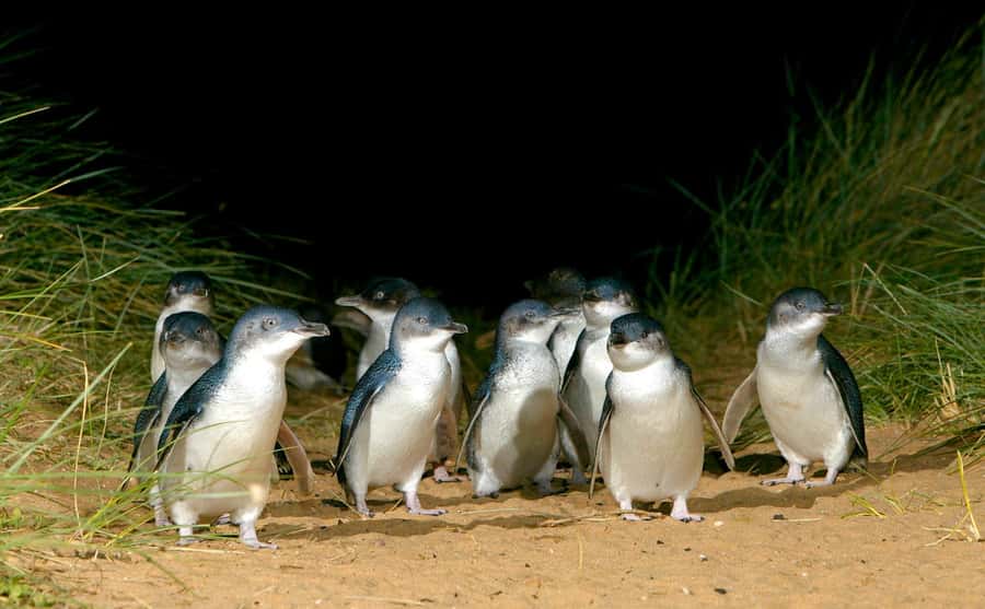 From Melbourne: Puffing Billy Train & Penguin Wildlife Tour - The bus rides and the shape of the day