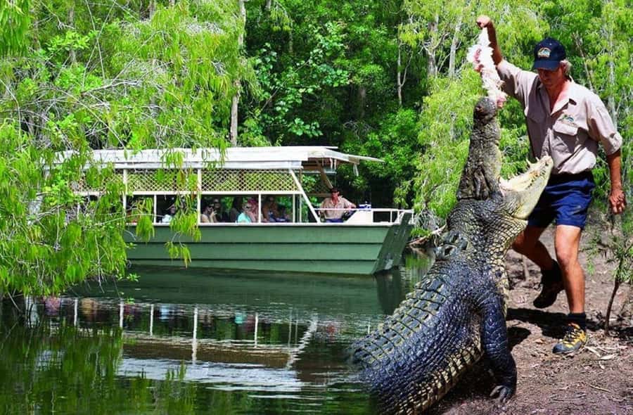 From Port Douglas: Hartley's Crocodile Park, Skyrail & Train - Key points to know before booking