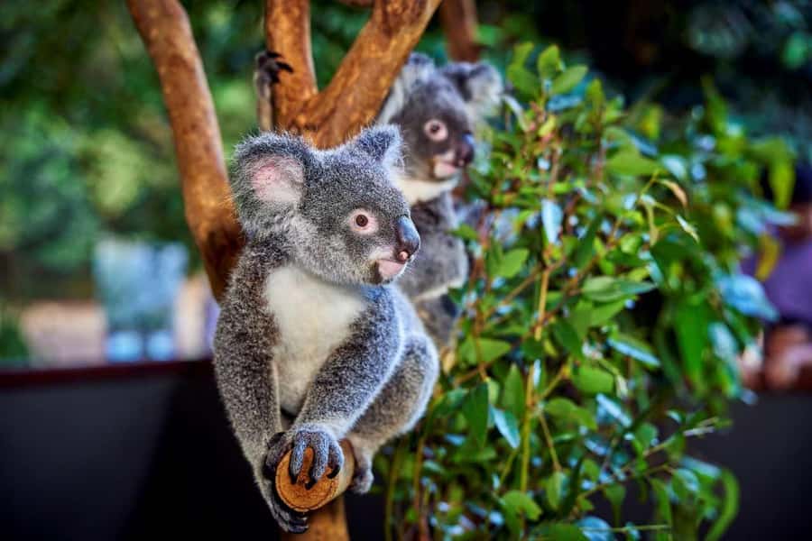 From Port Douglas: Hartley's Crocodile Park, Skyrail & Train - Skyrail over the World Heritage Rainforest