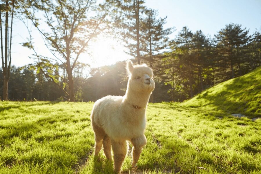 From Seoul: Full Day Trip to Alpaca Farm with Rail Bike - Key points to know before you book