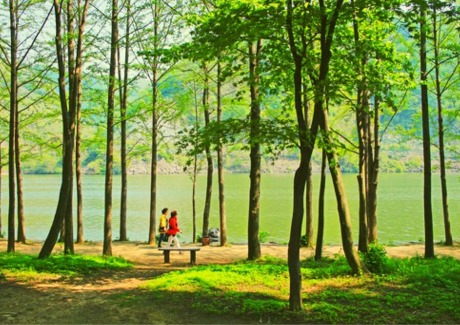 From Seoul: Nami Island, K-drama Garden & Rail Bike Day Tour - Why the guide can make or break the day