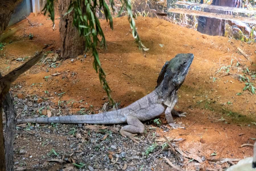 From Sydney: Blue Mountains, Scenic Railway, & Sydney Zoo - Scenic World’s railway, cableway, and Skyway