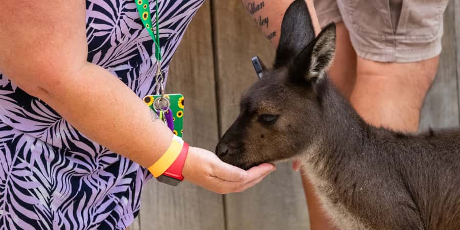 From Sydney: Blue Mountains, Scenic Railway, & Sydney Zoo - Ending at Homebush Bay and taking the ferry