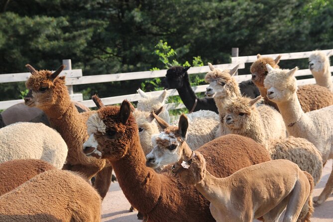 Full-Day Tour in Mt. Seorak & Nami (+Rail Bike Option) - Best Seasons and Weather Concerns