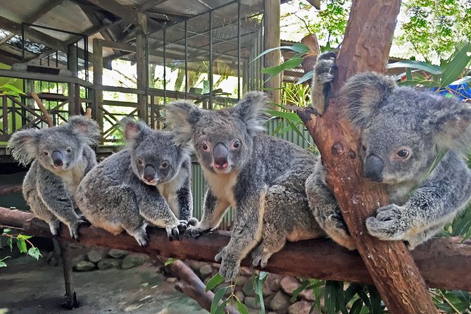 Grand Kuranda including Skyrail and Kuranda Scenic Railway - The Army Duck is the most distinctive Rainforestation ride
