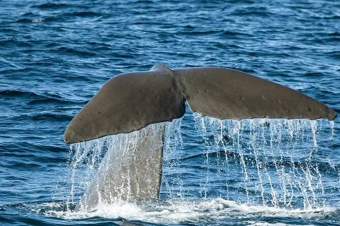 Kaikoura Whale Watch Day Tour from Christchurch including Coastal Pacific Train - What happens on the whale-watching cruise
