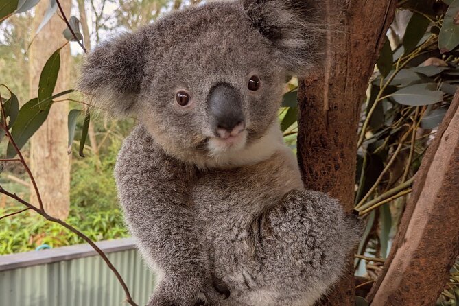 Koala & Kangaroos Experience, Waterfalls and Scenic Train Journey - Why this private Central Coast day works well