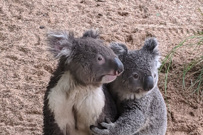 Koala & Kangaroos Experience, Waterfalls and Scenic Train Journey - Woy Woy, Brisbane Water, and the coastal route