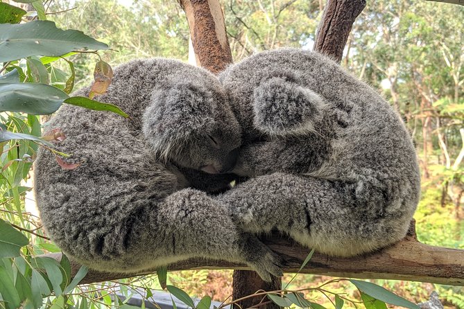 Koala & Kangaroos Experience, Waterfalls and Scenic Train Journey - Crossing Sydney Harbour and heading north