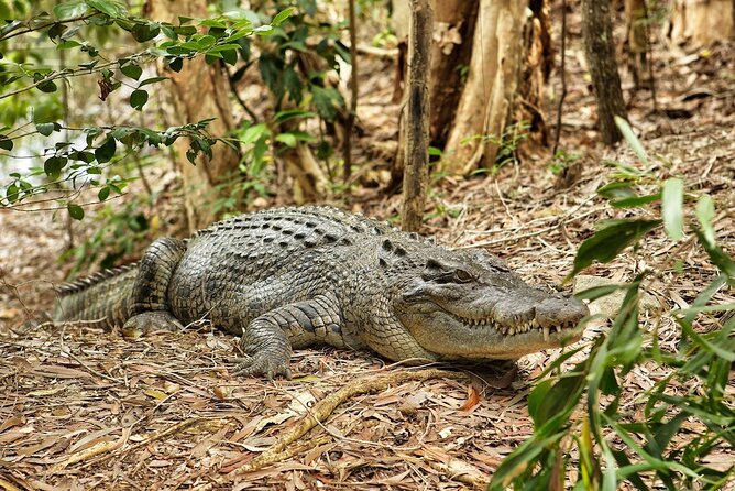 Kuranda, Scenic Rail, Skyrail and Hartley's Crocodile Adventures - Heat, timing, and practical comfort