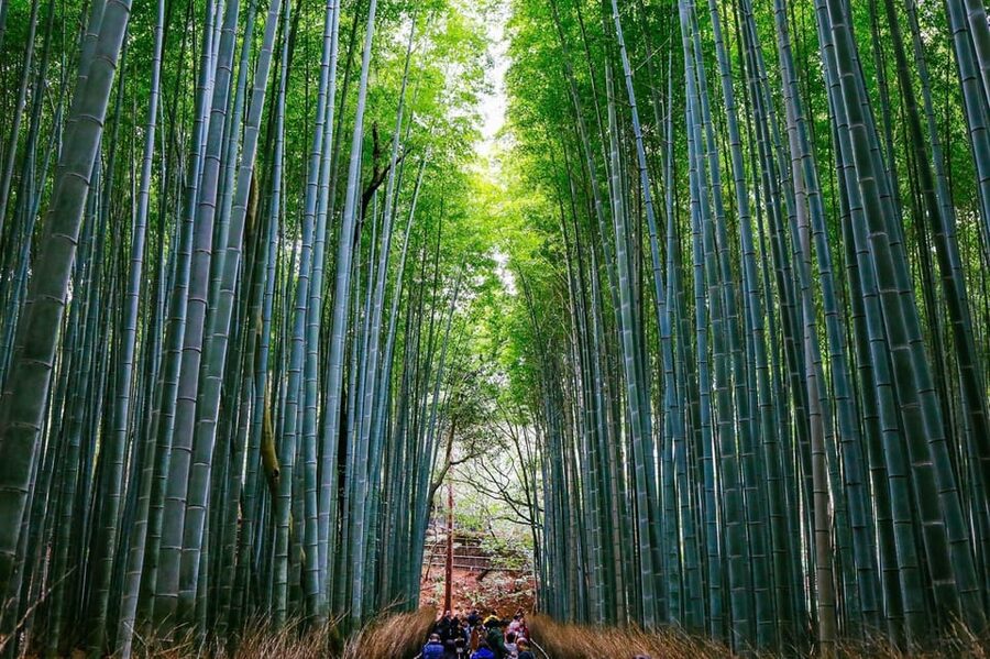 Kyoto: Arashiyama Tour with optional Sagano Romantic Train - Choosing between the two starting points