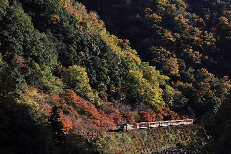 Kyoto: Arashiyama Tour with optional Sagano Romantic Train - Walking through the Arashiyama Bamboo Forest