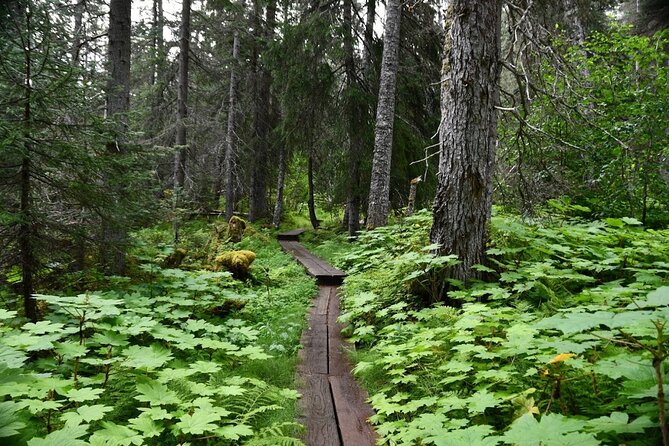 Laughton Glacier Hike and White Pass Rail Adventure - Lunch With Ice, Water, and Mountain Views