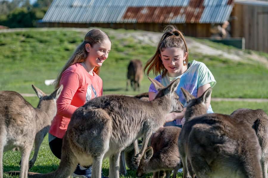 Melbourne: Penguin Parade Tour with Puffing Billy Train Ride - A full day from Melbourne to Phillip Island