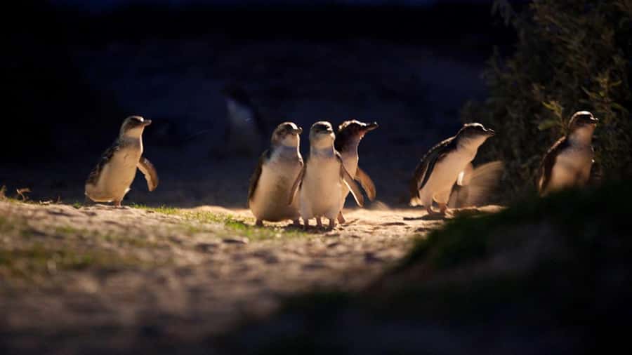 Melbourne: Penguin Parade Tour with Puffing Billy Train Ride - The little penguin parade after sunset