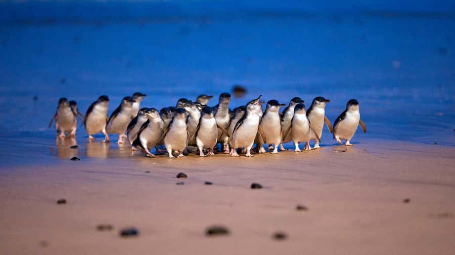Melbourne: Penguin Parade Tour with Puffing Billy Train Ride - Brighton Beach and its rainbow huts