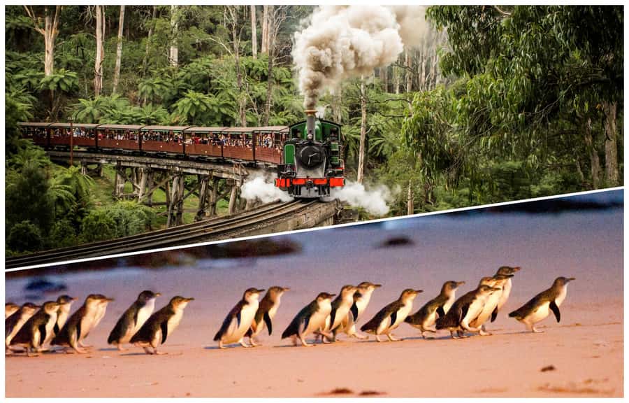 Melbourne: Puffing Billy Railway & Penguin Parade Day Tour - Why this Melbourne day trip works