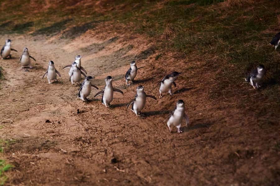 Melbourne: Puffing Billy Railway & Penguin Parade Day Tour - The coach ride, guide style, and pace