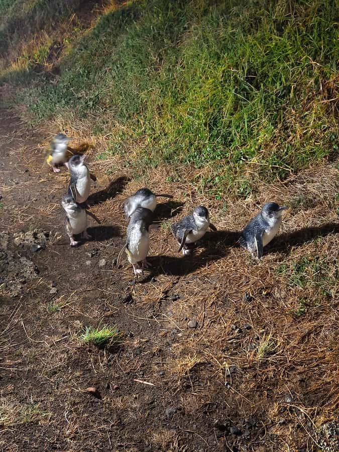 Melbourne: Puffing Billy Train and Penguin Island Day Tour - The Nobbies gives you a short taste of Phillip Island
