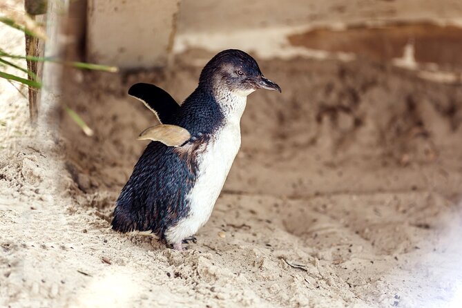 Melbourne Puffing Billy Train and Penguin Parade Day Tour Escape - The Nobbies and Phillip Island’s western coast