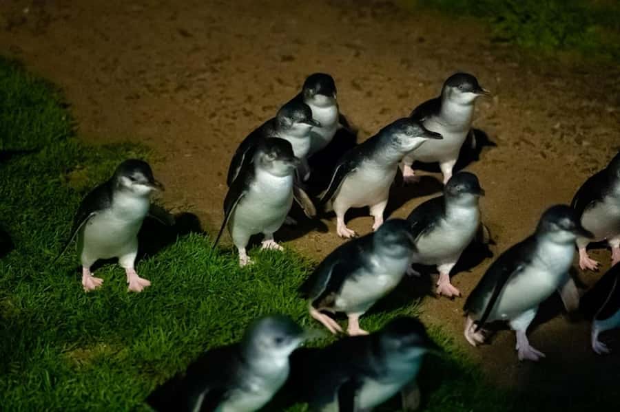 Melbourne: Puffing Billy Train & Penguin Island Excursion - Key points to know before booking