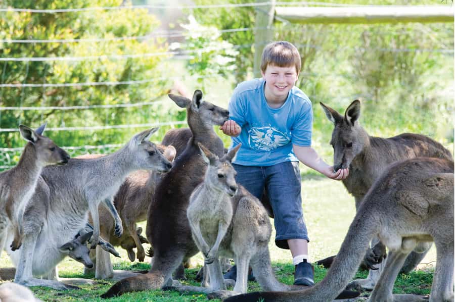 Melbourne: Puffing Billy Train & Penguin Island Excursion - Is $130 good value?
