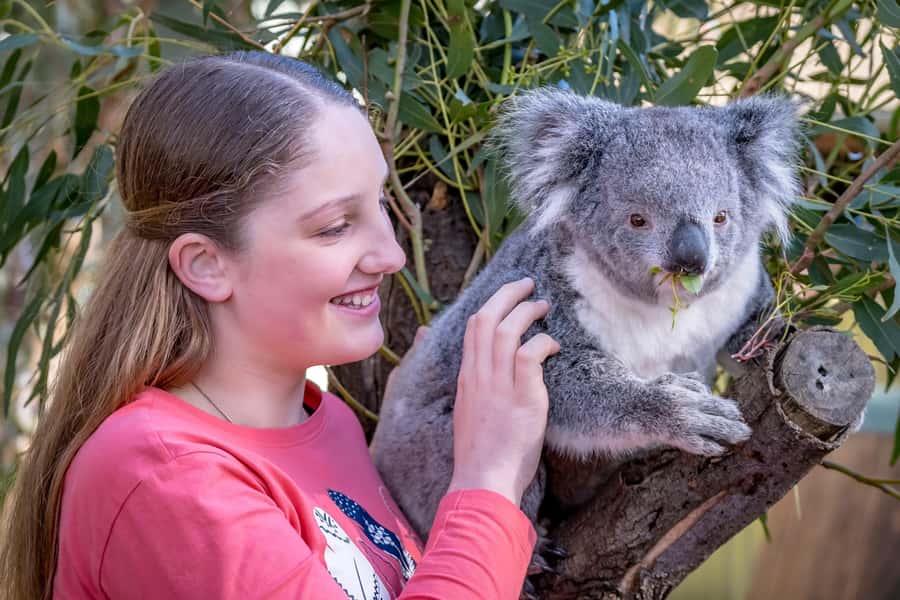 Melbourne: Puffing Billy Train & Penguin Island Excursion - Practical booking advice