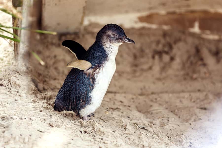 Melbourne: Puffing Billy Train & Penguin Parade Adventure - Brighton Beach and the first change of pace