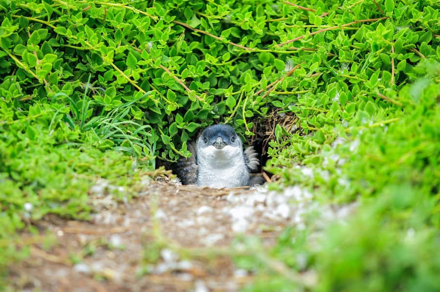 Melbourne: Puffing Billy Train & Penguin Parade Adventure - Waiting for the Penguin Parade