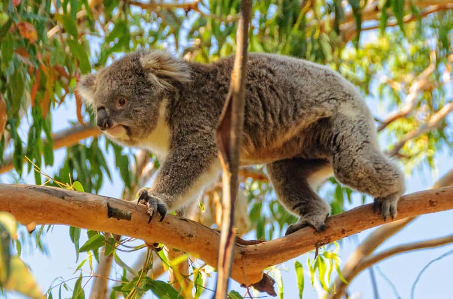 Melbourne: Puffing Billy Train & Penguin Parade Adventure - What is included for $130