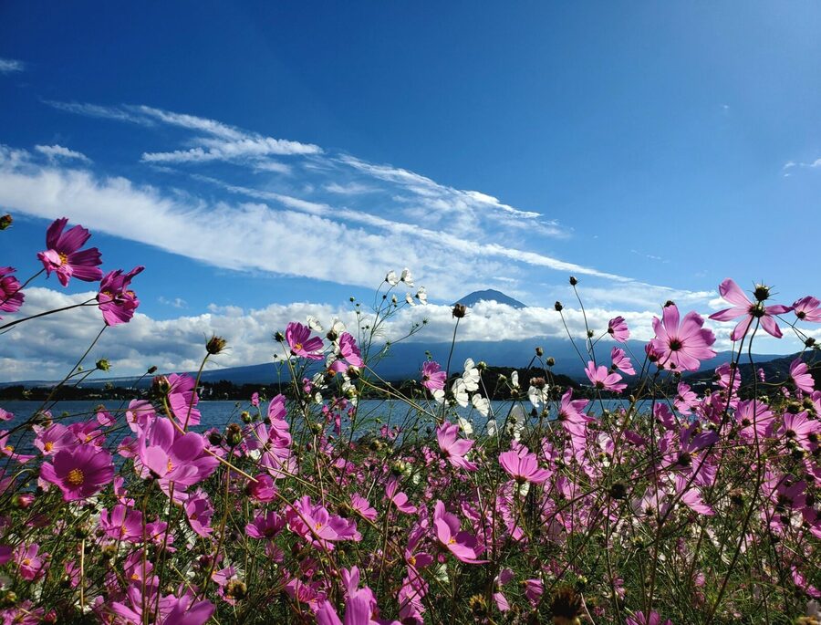 Mount Fuji & Hakone Private Tour with Bullet Train Return - Oshino Hakkai and Mount Fuji’s clear spring water