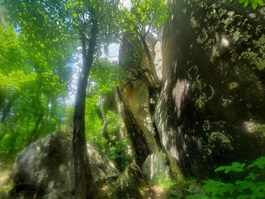 Mountain Train Experience: Hike & Mystic Forest (From Nice) - The Mystic Forest and the King’s Room