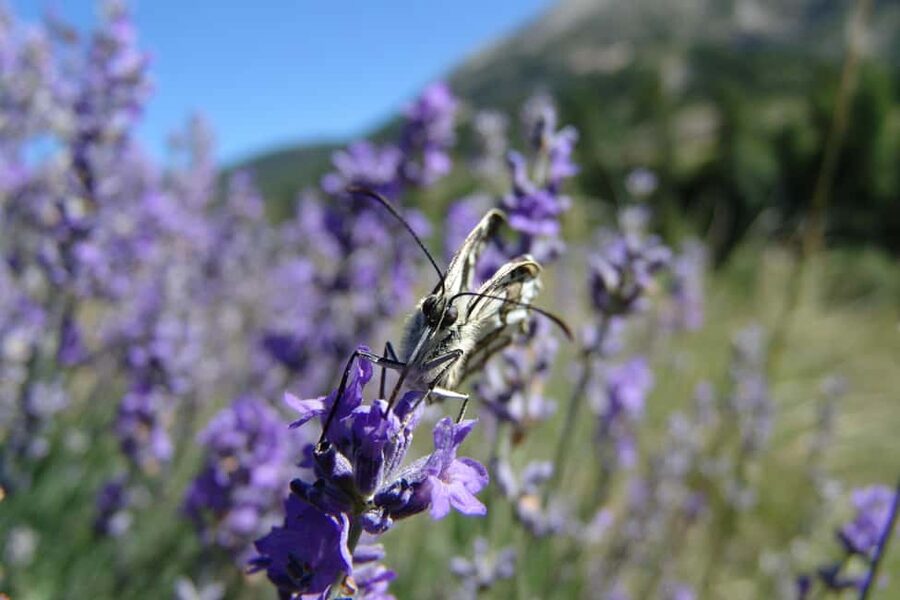 Mountain Train Experience: Hike & Mystic Forest (From Nice) - The $188 price: when it makes sense