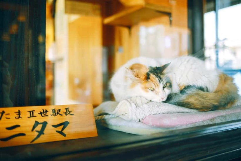 Osaka: Wakayama Cat Train, Seafood market, Hot Springs Tour - Toretore Onsen and the tattoo question