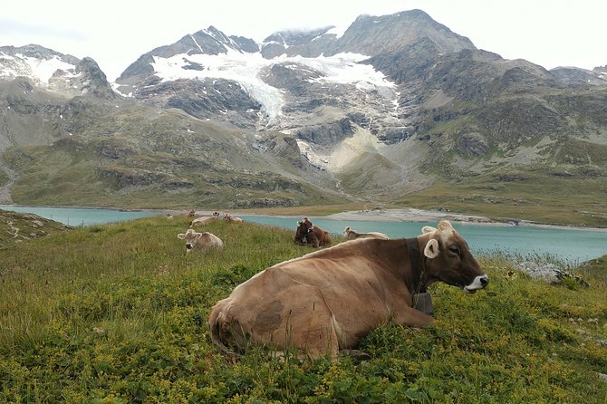 PRIVATE Bernina train, Sankt Moritz & Wines Guided tour from Lake Como or Milan - Who will enjoy this day most
