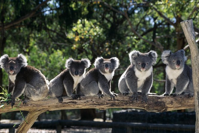 [Private Tour] Healesville Sanctuary Wildlife & Puffing Billy Steam Train - A full day beyond Melbourne’s city center