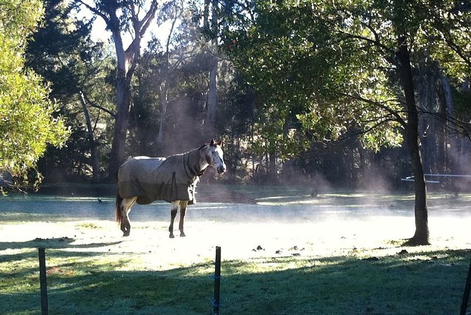 [Private Tour] Healesville Sanctuary Wildlife & Puffing Billy Steam Train - Should you book this private wildlife and railway tour?