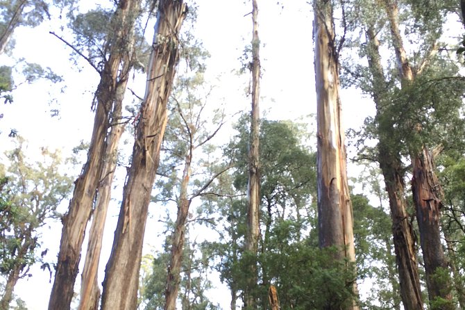 [Private Tour] Healesville Sanctuary Wildlife & Puffing Billy Steam Train - Riding Puffing Billy through the ranges