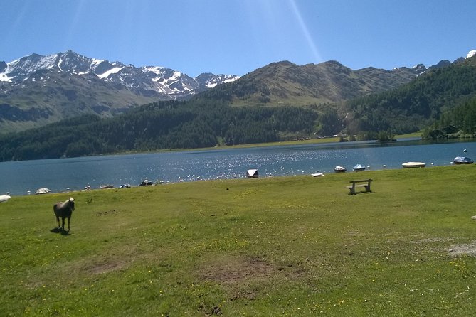 Private tour to Bernina train & Lake Como. Hotel pick-up - Who will enjoy this private Alpine day