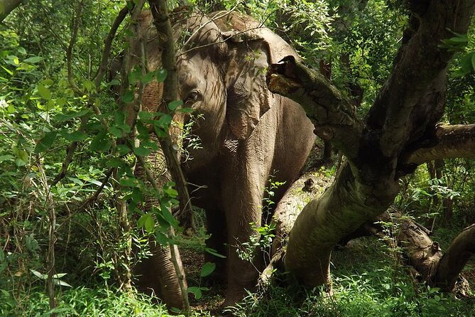 Private Tour to Kanchanaburi Death Railway and Elephant Haven - Elephant Haven and the part that gets you soaked