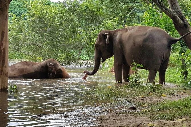 Private Tour to Kanchanaburi Death Railway and Elephant Haven - Lunch, transport, and the real value of $220.14