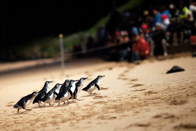 Puffing Billy Steam Train and Penguins Wildlife Tour - How the 12-hour schedule feels