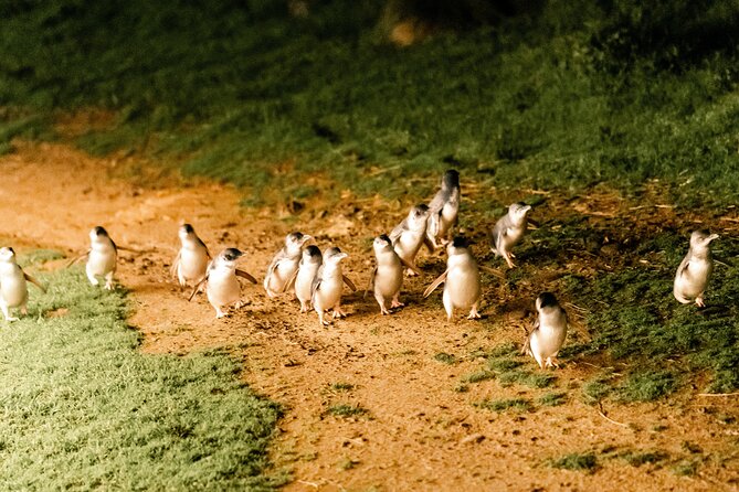 Puffing Billy Steam Train and Penguins Wildlife Tour - The guide can make or break the long day