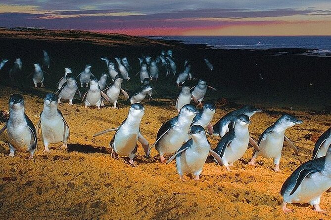 Puffing Billy Train and Phillip Island Penguin Parade Day Tour - Phillip Island’s Penguin Parade after sunset