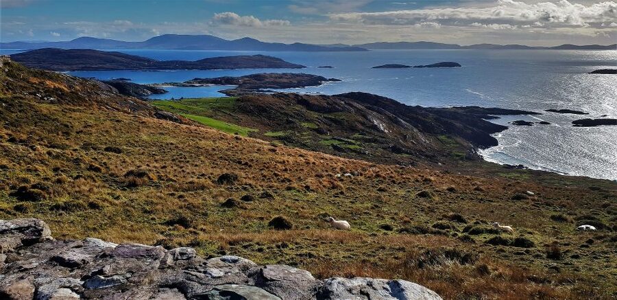 Rail Tour from Dublin: The Ring of Kerry - Sheepdogs, Irish coffee, and the less scenic stops