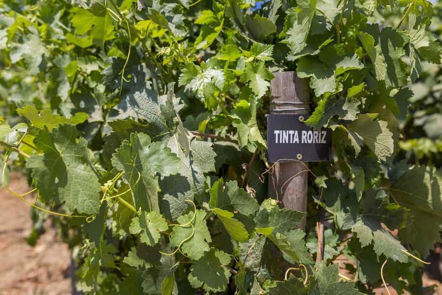 Régua: Wine tasting at a Quinta, traditional lunch, cruise, and train ride - Returning by train along the river