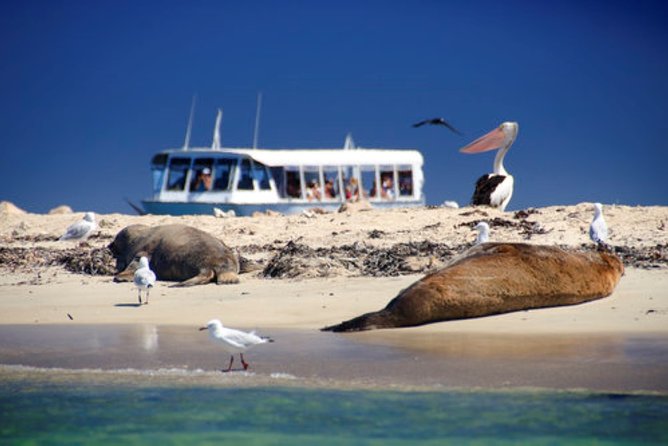 Rottnest Island Historical Train and Tunnel Tour from Hillarys Boat Harbour - What the day feels like in practice