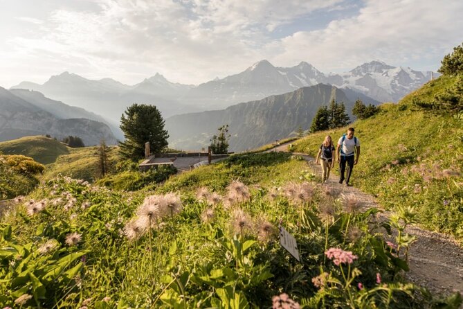 Schynige Platte Cogwheel Railway Return Ticket - The Botanical Alpine Garden and its 600 species